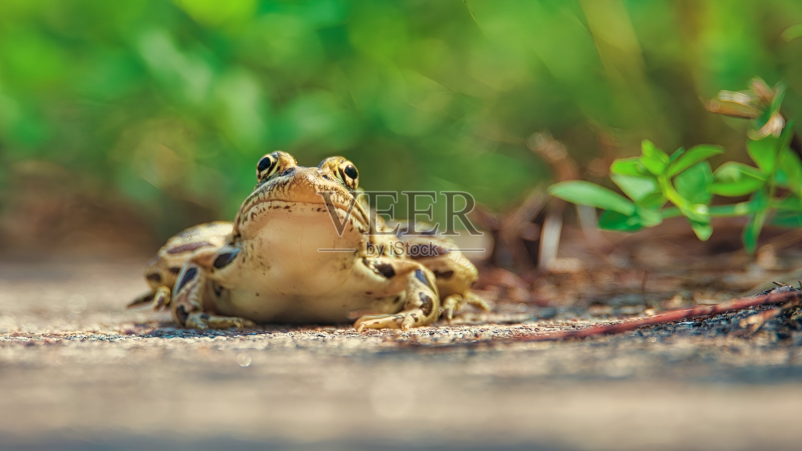 可以青蛙-02照片摄影图片
