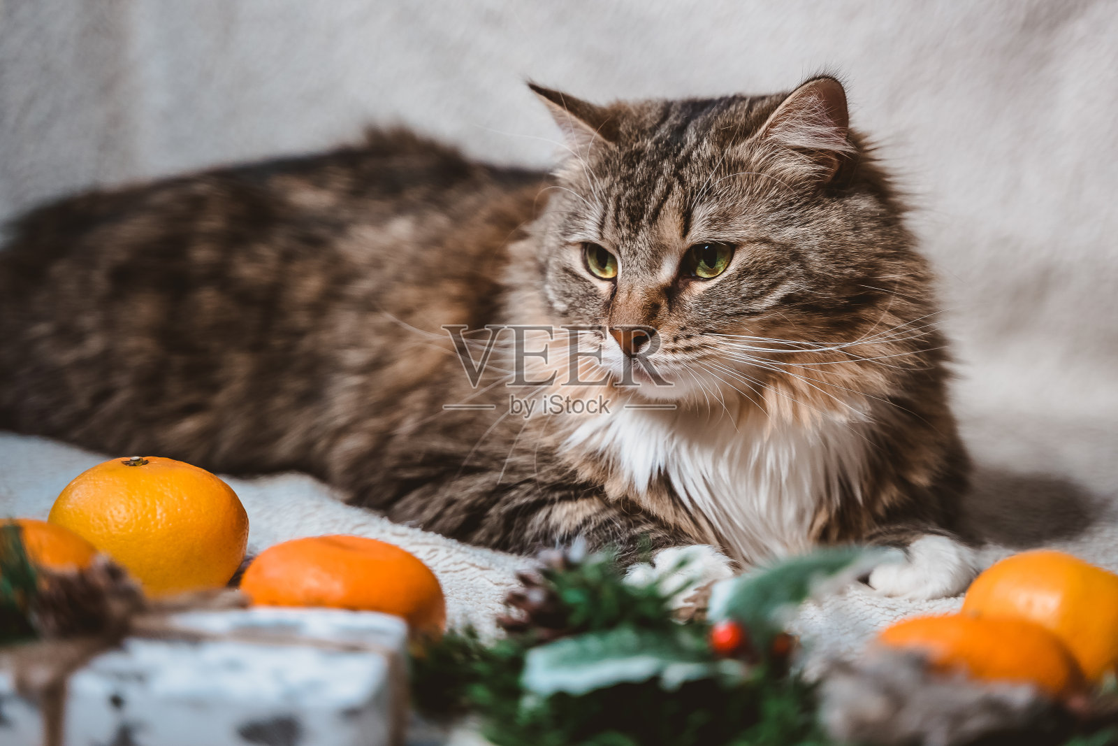 一只柔软毛茸茸的虎斑猫躺在圣诞白色质感的背景上,冷杉枝,球果,冬青叶和浆果,礼物和橘子照片摄影图片