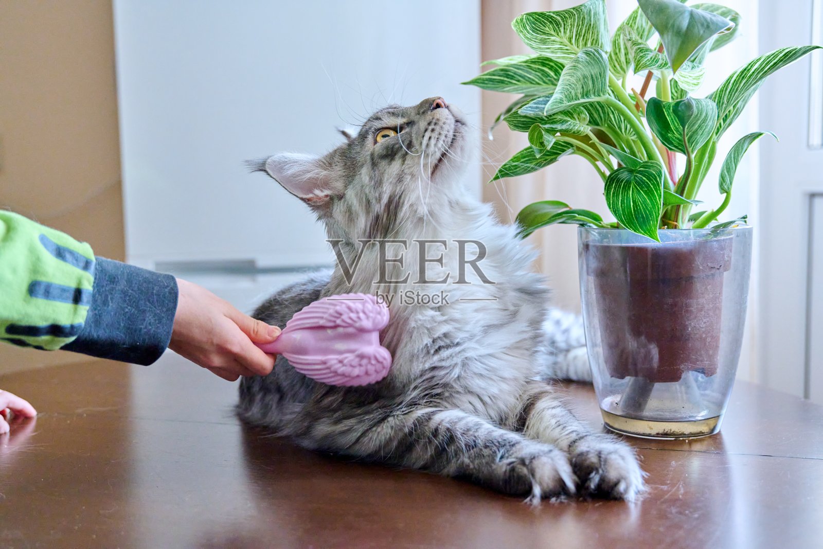 特写手用刷子梳理毛茸茸的宠物猫照片摄影图片