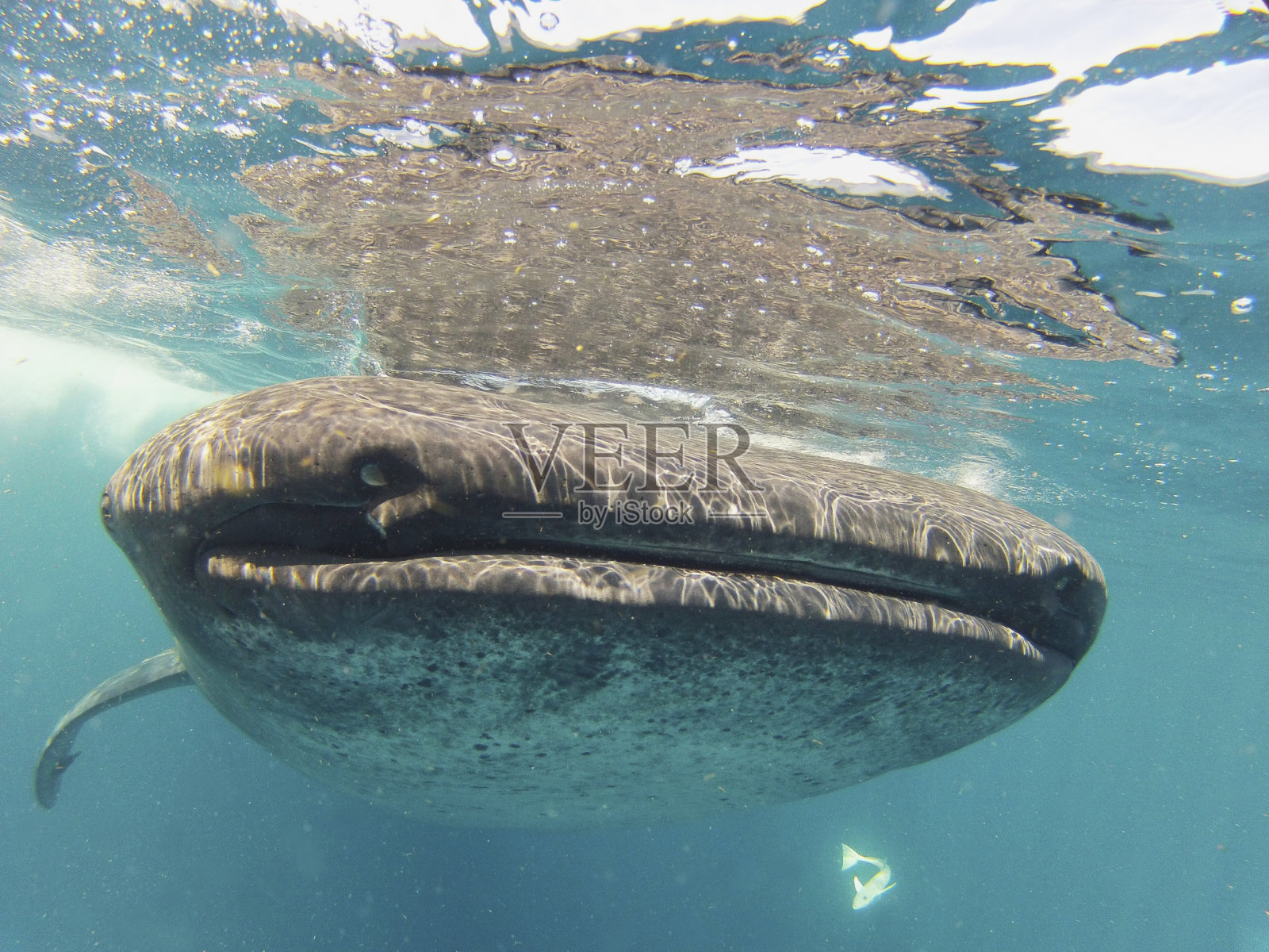 鲸鲨在清澈的海水中游泳的特写镜头照片摄影图片