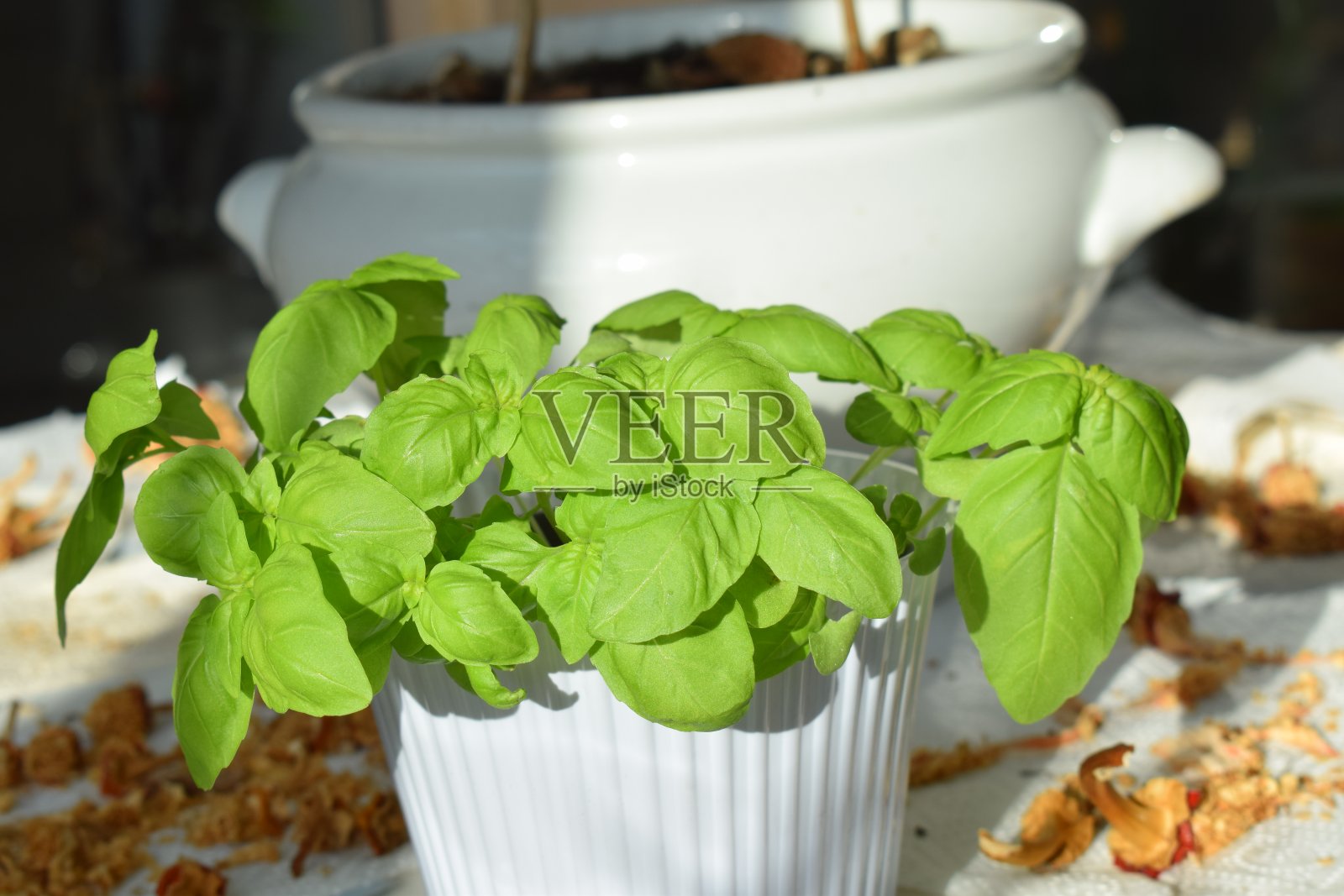 罗勒叶照片摄影图片