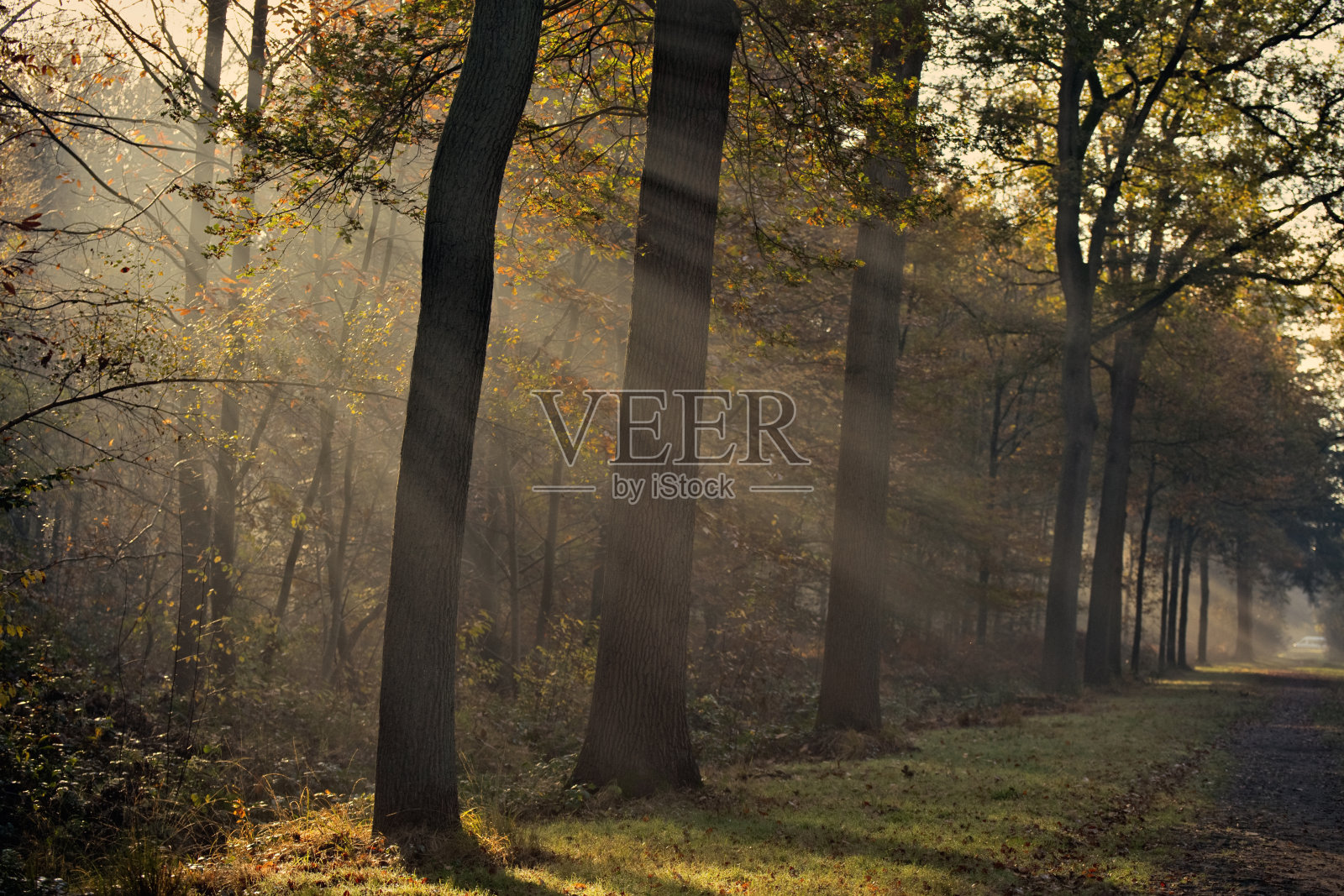 早晨,阳光透过森林里的绿树枝头,景色优美照片摄影图片