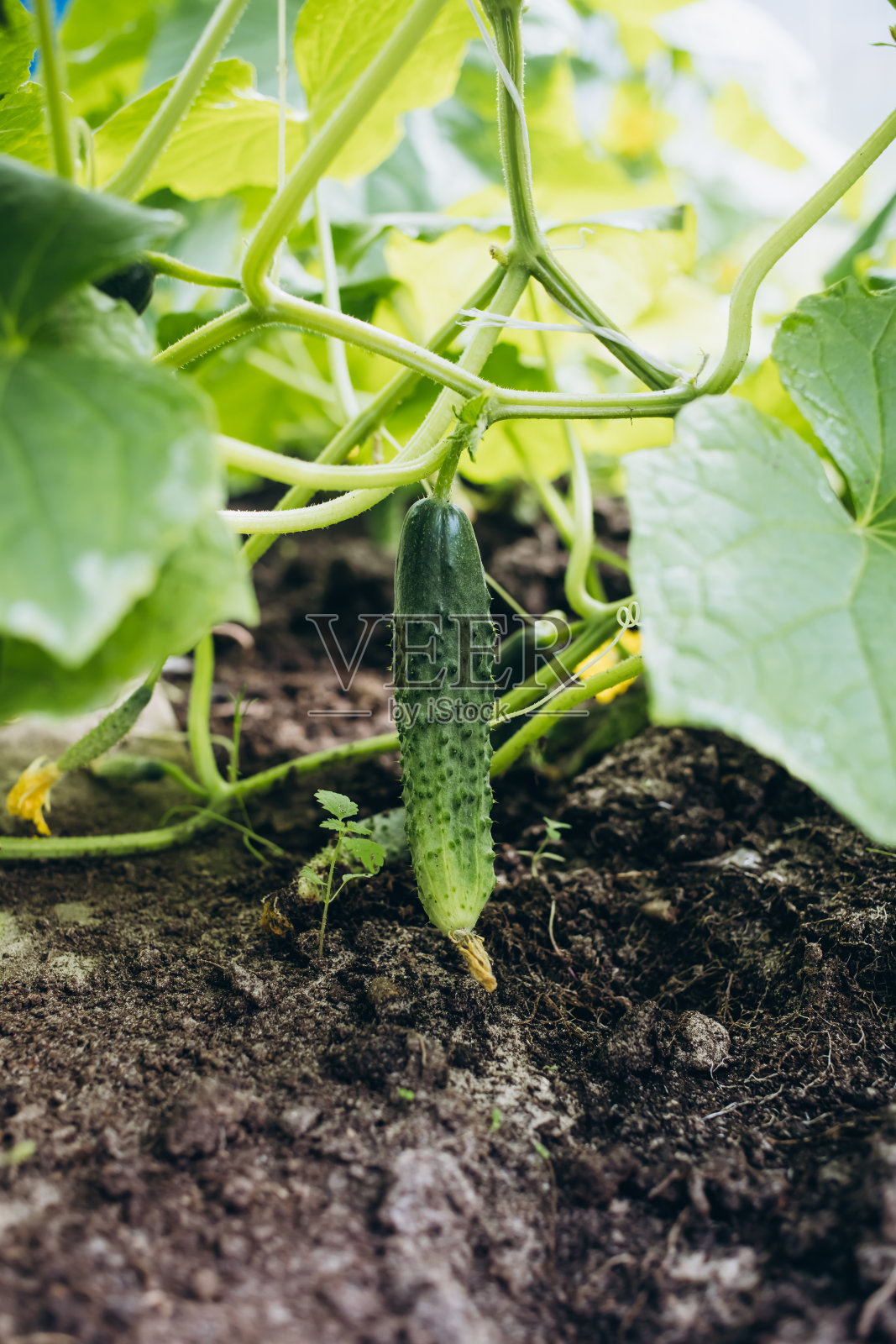 黄瓜照片摄影图片