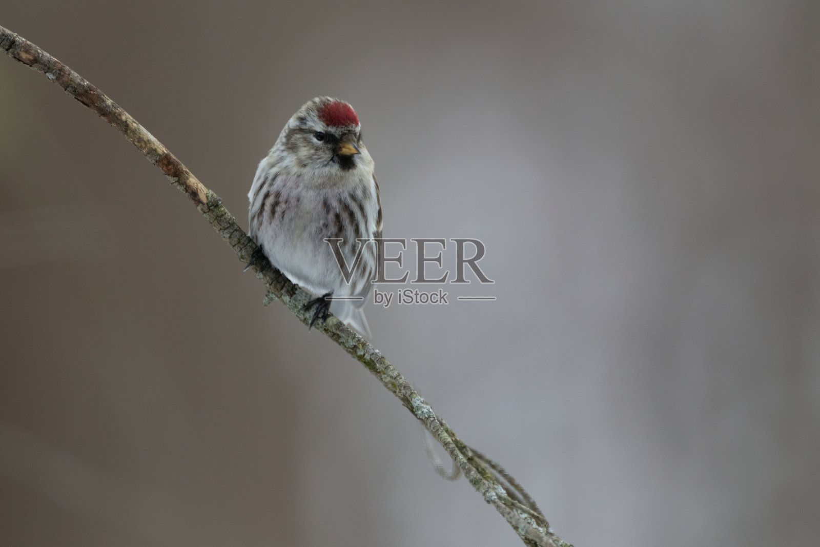 一只红鹦鹉坐在树枝上的特写镜头照片摄影图片