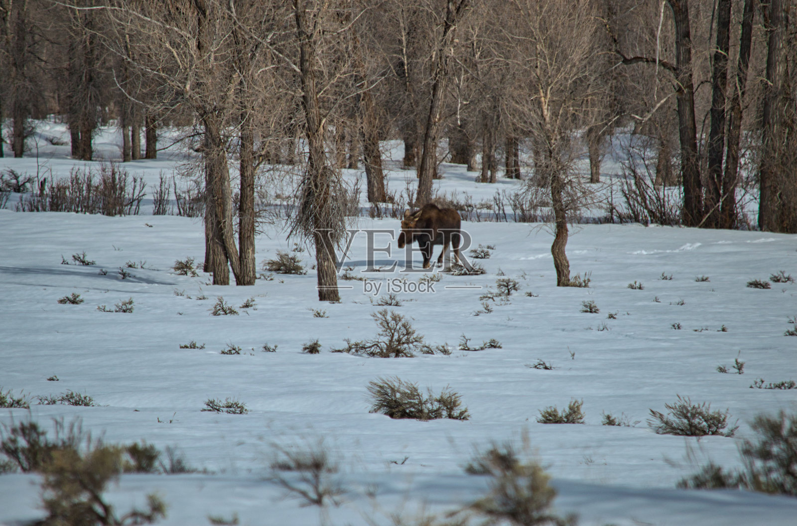 站在雪地上的野猪,背景是落叶的森林树木照片摄影图片