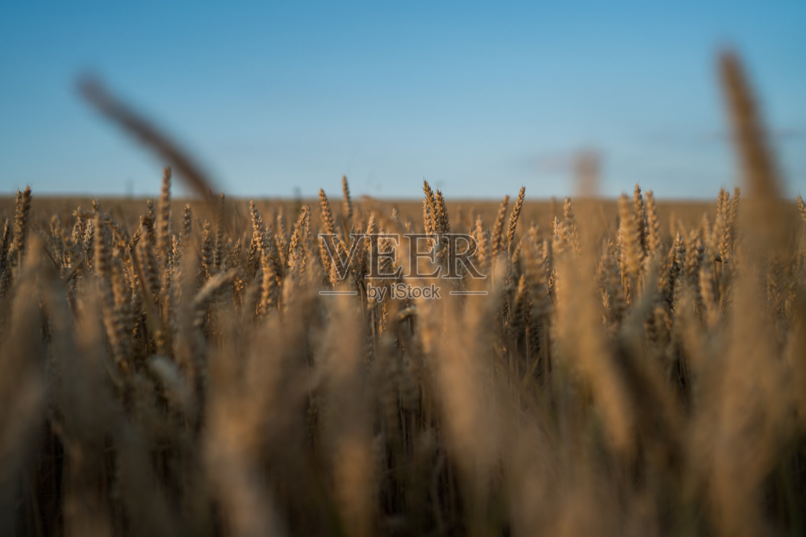 蓝色天空背景下黄色麦田成熟的麦穗照片摄影图片