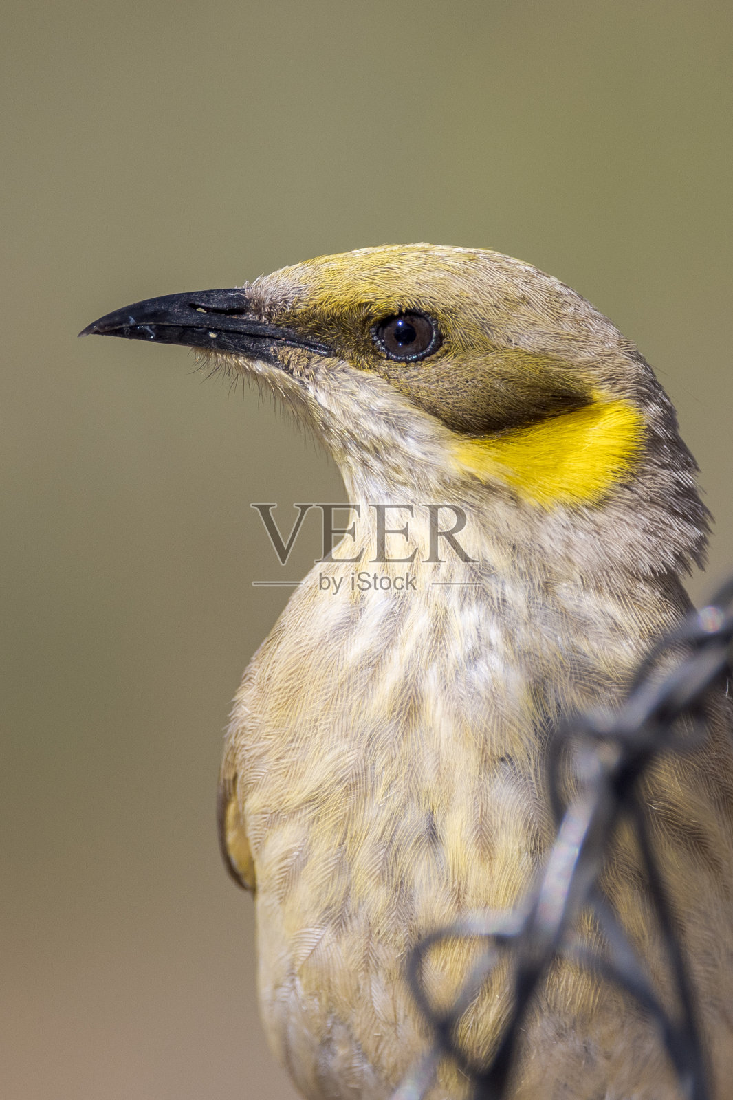 澳大利亚昆士兰州的灰头蜂蜜鸟照片摄影图片