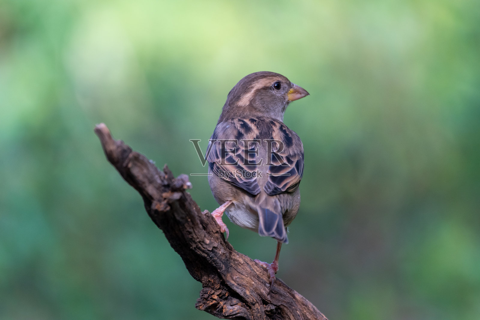 在西班牙安达卢西亚的科尔多瓦附近,一只麻雀栖息在一根圆木上,它背对着树干,但头歪向一边,向四周张望照片摄影图片