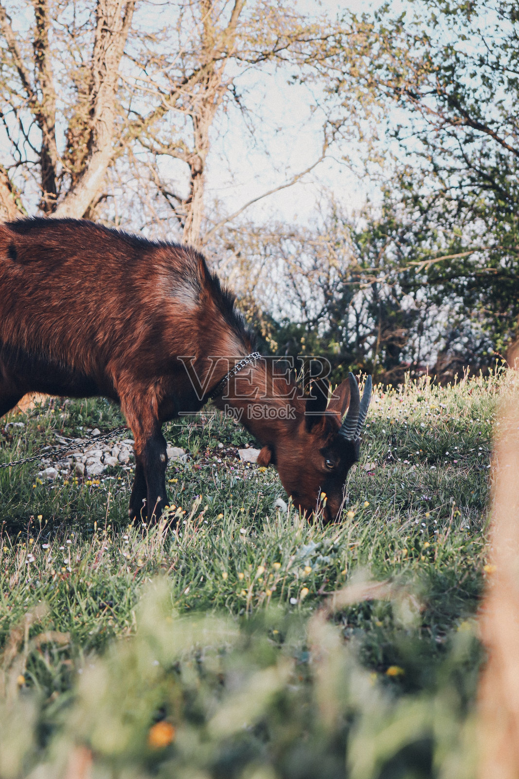垂直拍摄的山羊在农场的草地上吃草照片摄影图片