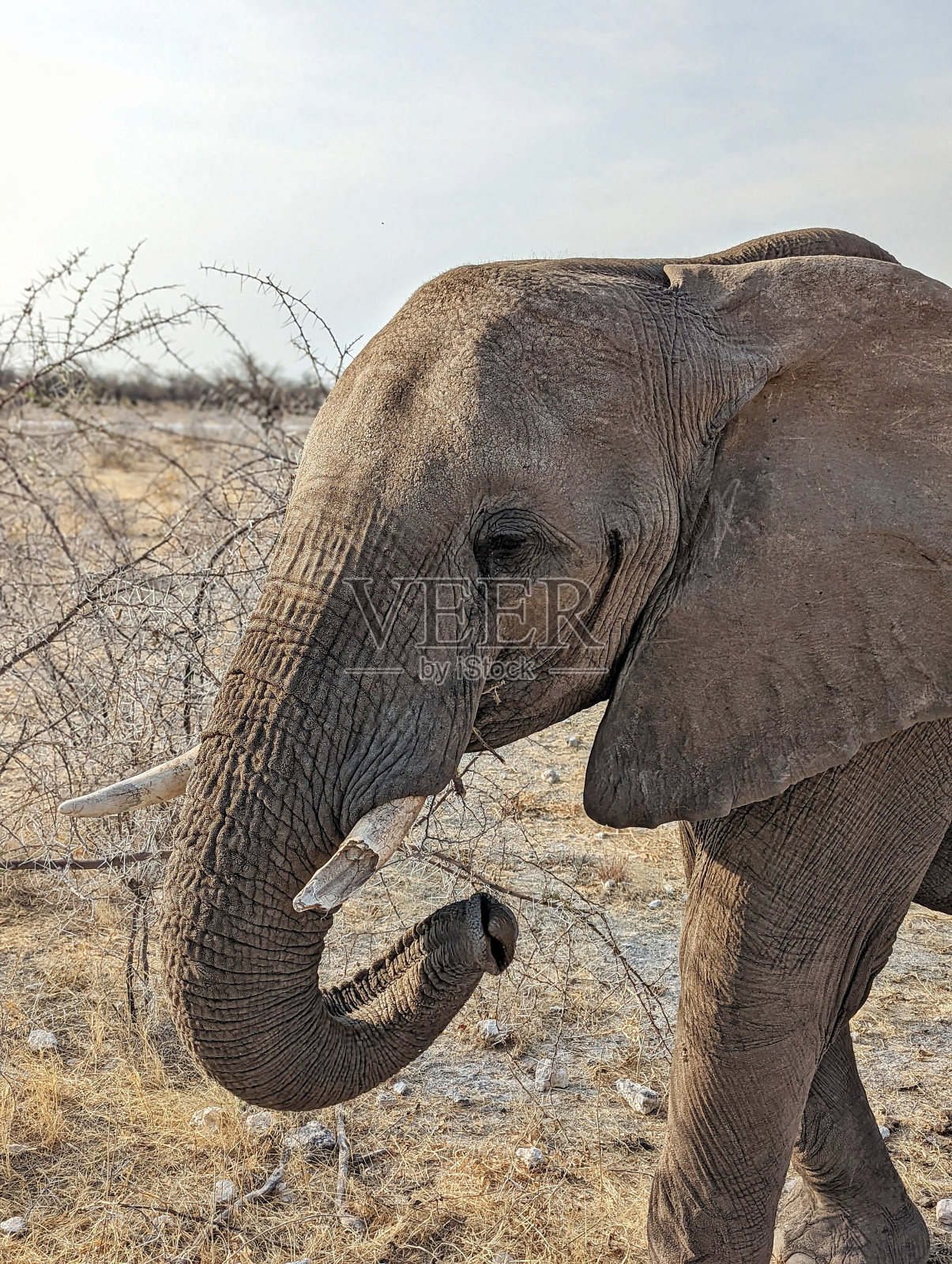 非洲南部纳米比亚巨大的大象沙漠景观照片摄影图片