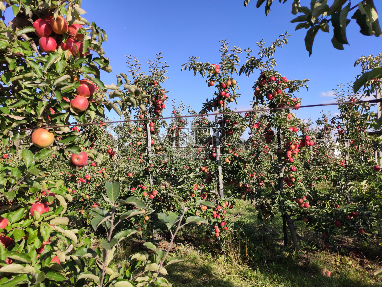 密集花园中生长的苹果树的特写镜头照片摄影图片