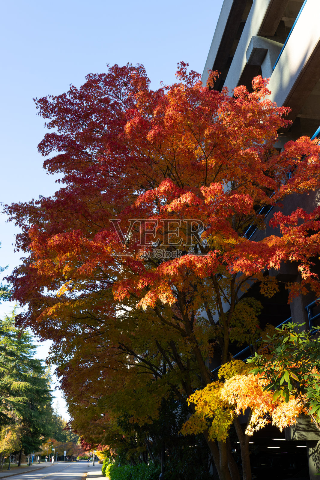 2022年秋叶调查照片摄影图片