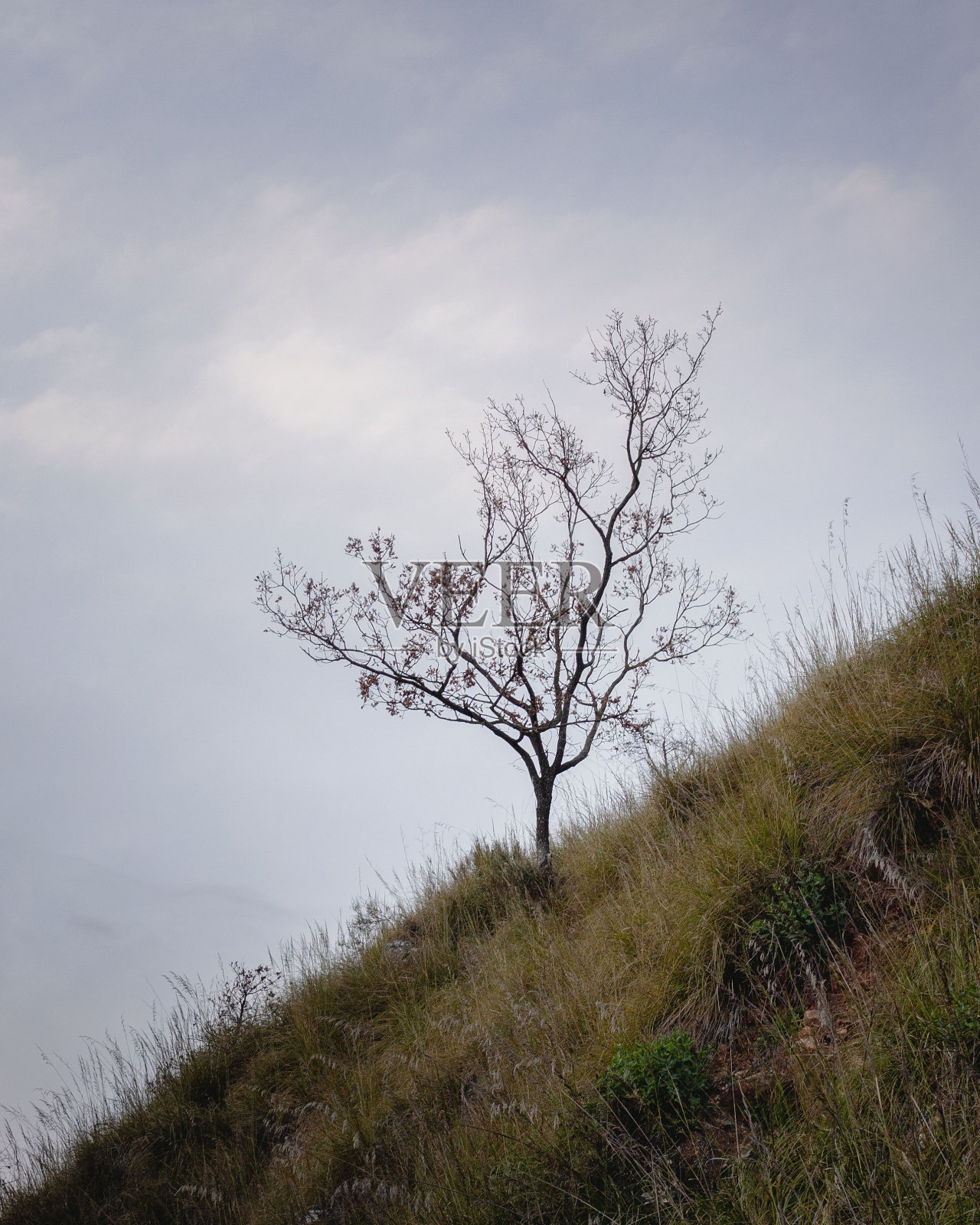 森林中央的一棵树,周围长着青草。照片摄影图片