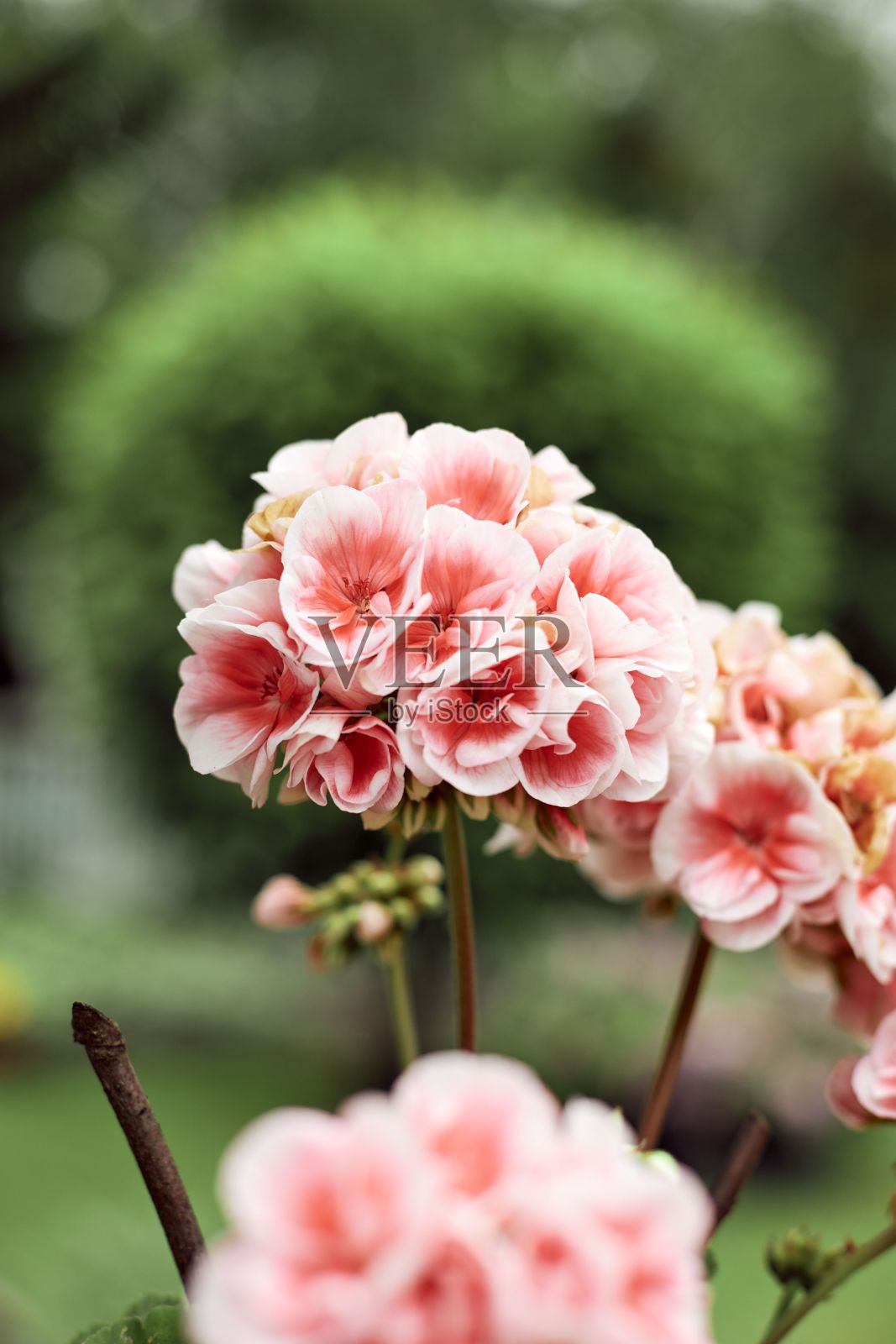 垂直拍摄的粉红色花园天竺葵花生长在阳光下的田野照片摄影图片