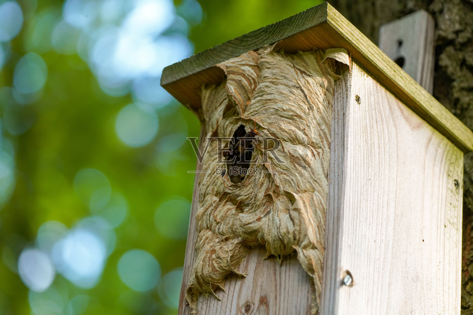 大黄蜂在喂鸟器上筑巢。照片摄影图片