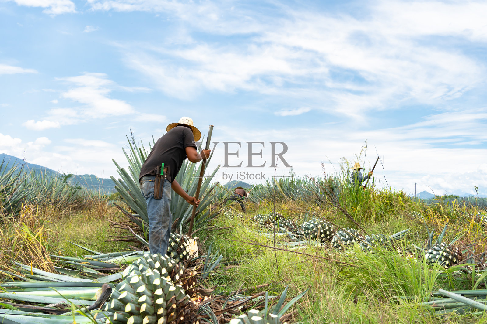 后视图,农民在田里一株一株地割着蓝色的龙舌兰照片摄影图片