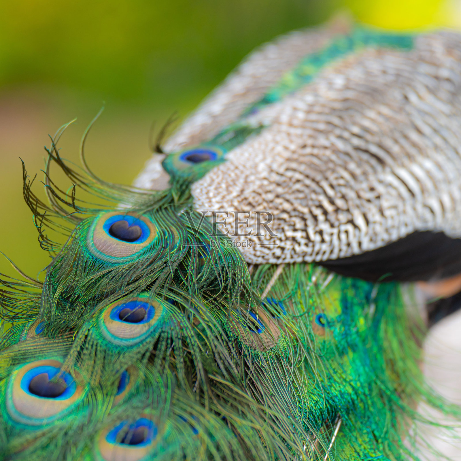 英国北威尔士雷克斯汉姆动物园里孔雀羽毛的特写镜头照片摄影图片