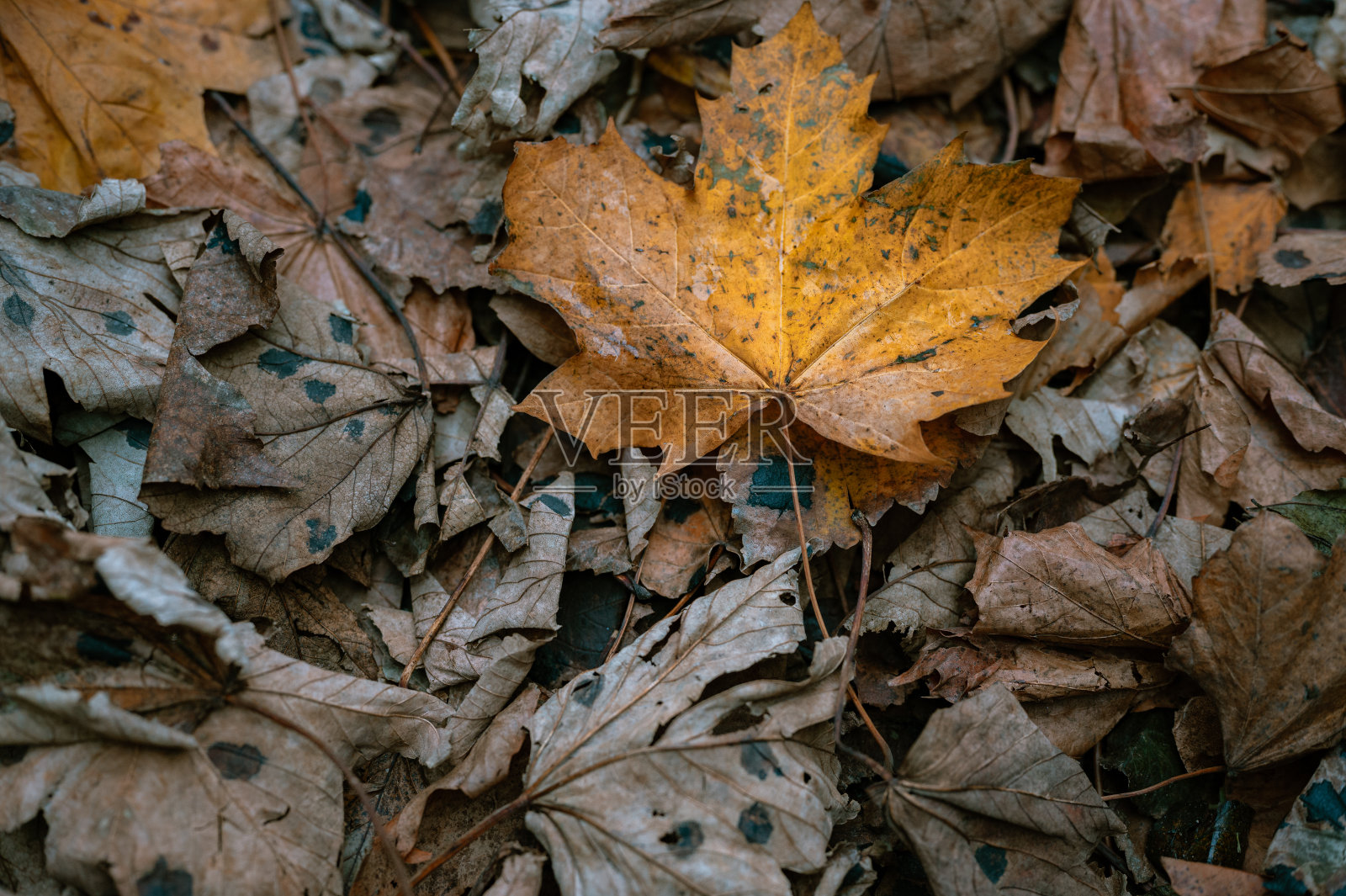 秋天树林里的一片叶子照片摄影图片