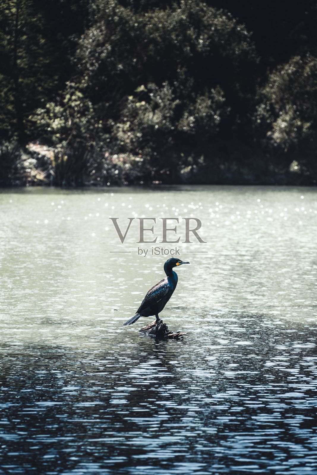 池塘里石头上的大鸬鹚(Phalacrocorax carbo)照片摄影图片