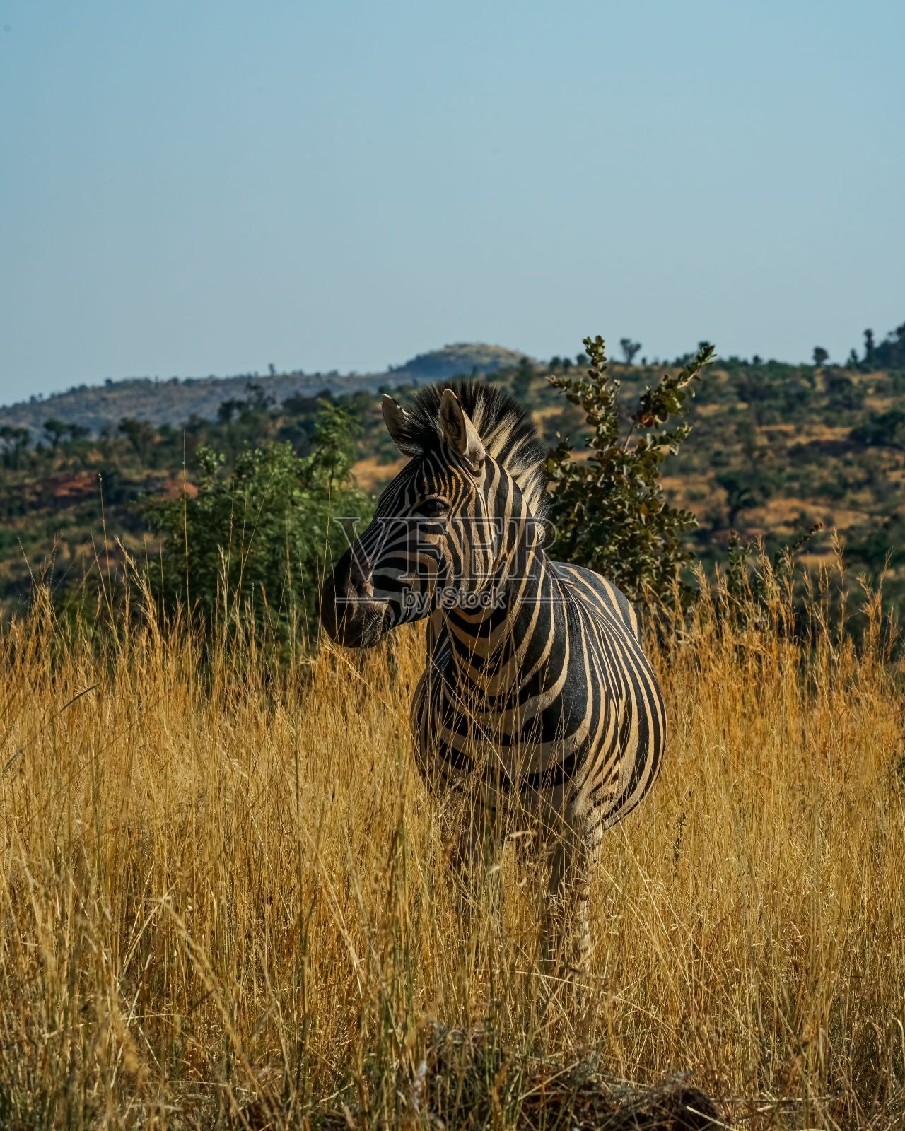 在一个阳光明媚的日子,一只斑马站在蓝天下的草地上照片摄影图片