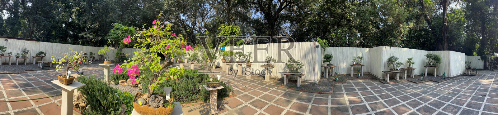 在新德里的Lodhi公共花园中,庭院里的混凝土基座上展示了盆景树的全景图,该庭院已被改造成日式花园照片摄影图片