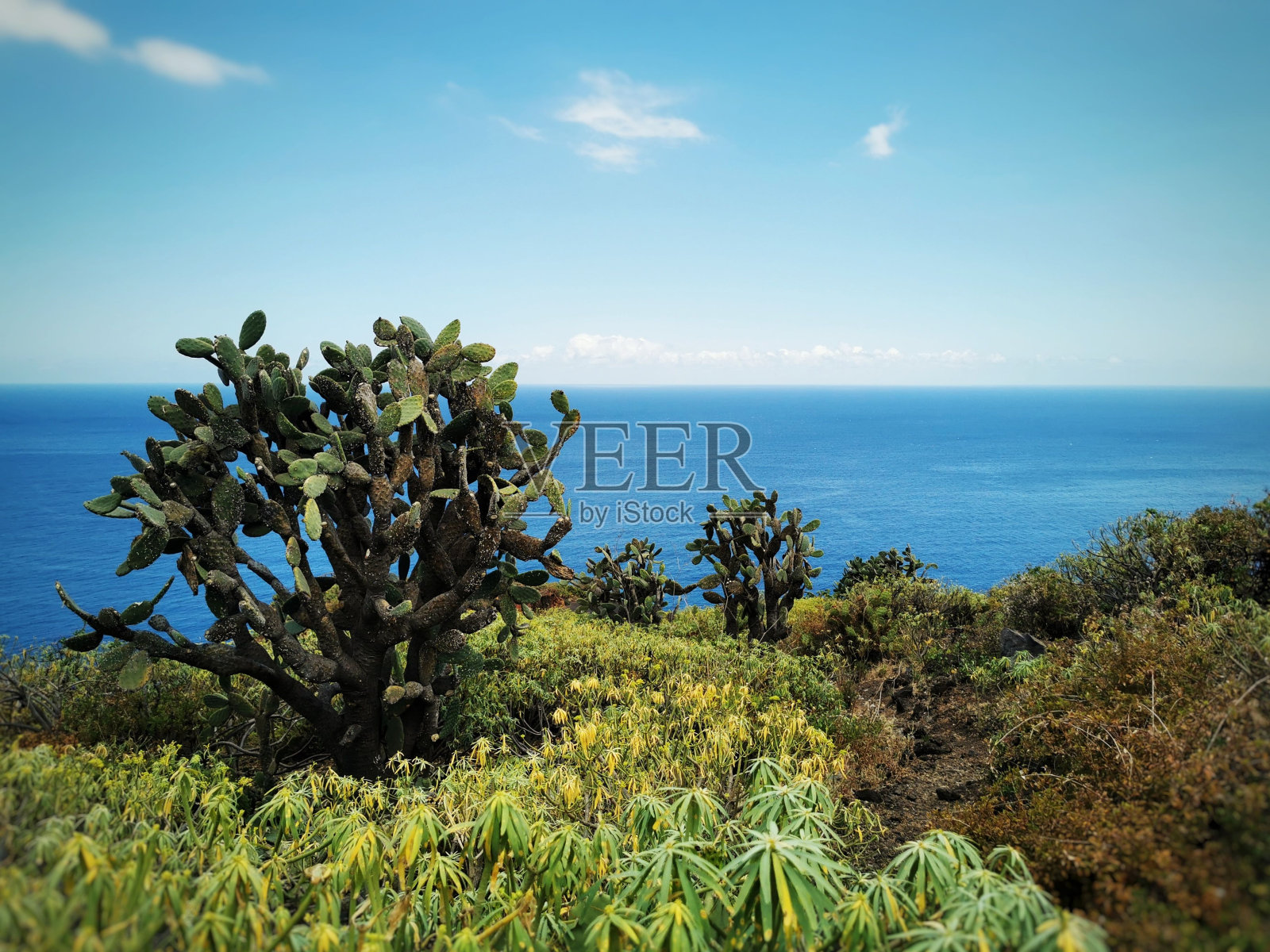 以热带植物和大西洋为背景的西班牙拉帕尔马岛景观照片摄影图片