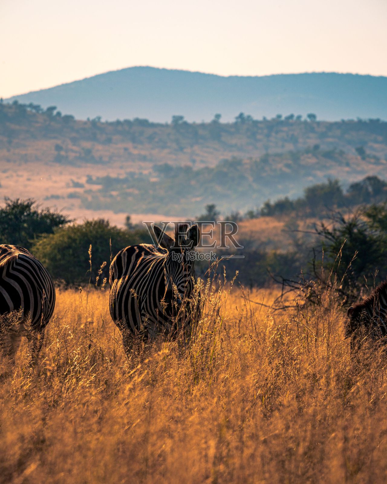 阳光明媚的一天,美丽的斑马站在兰斯堡国家公园的干草地上照片摄影图片