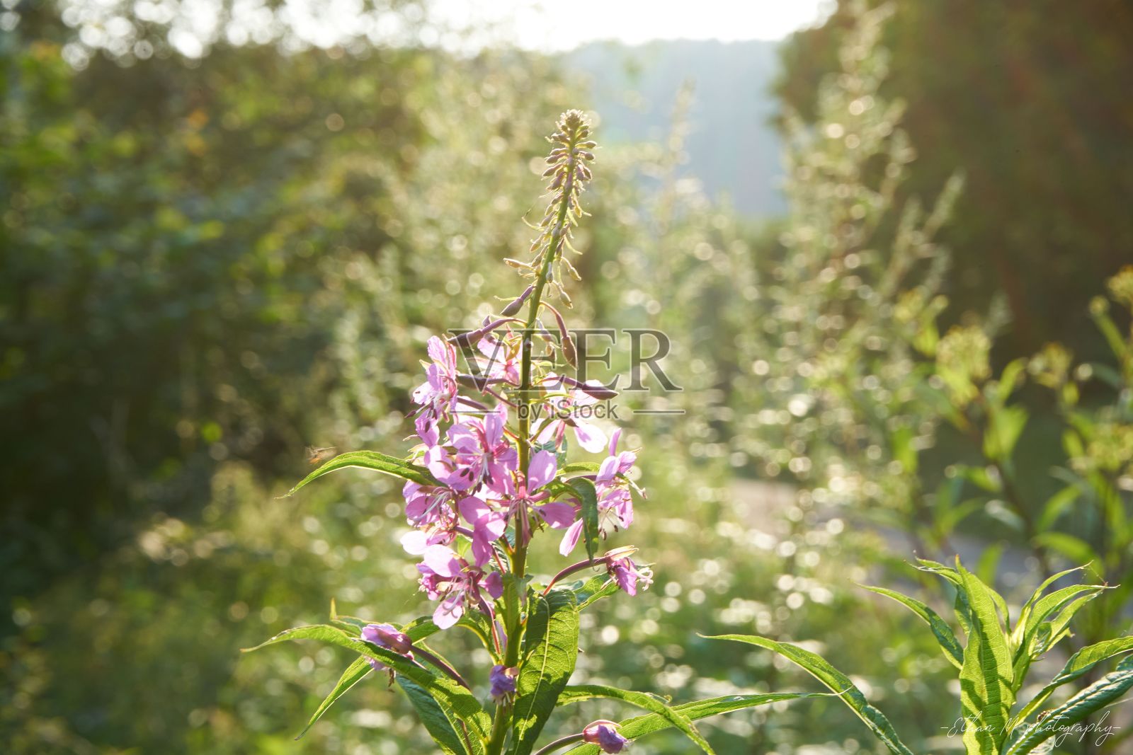 近景拍摄的杂草花盛开在花园与模糊的背景照片摄影图片