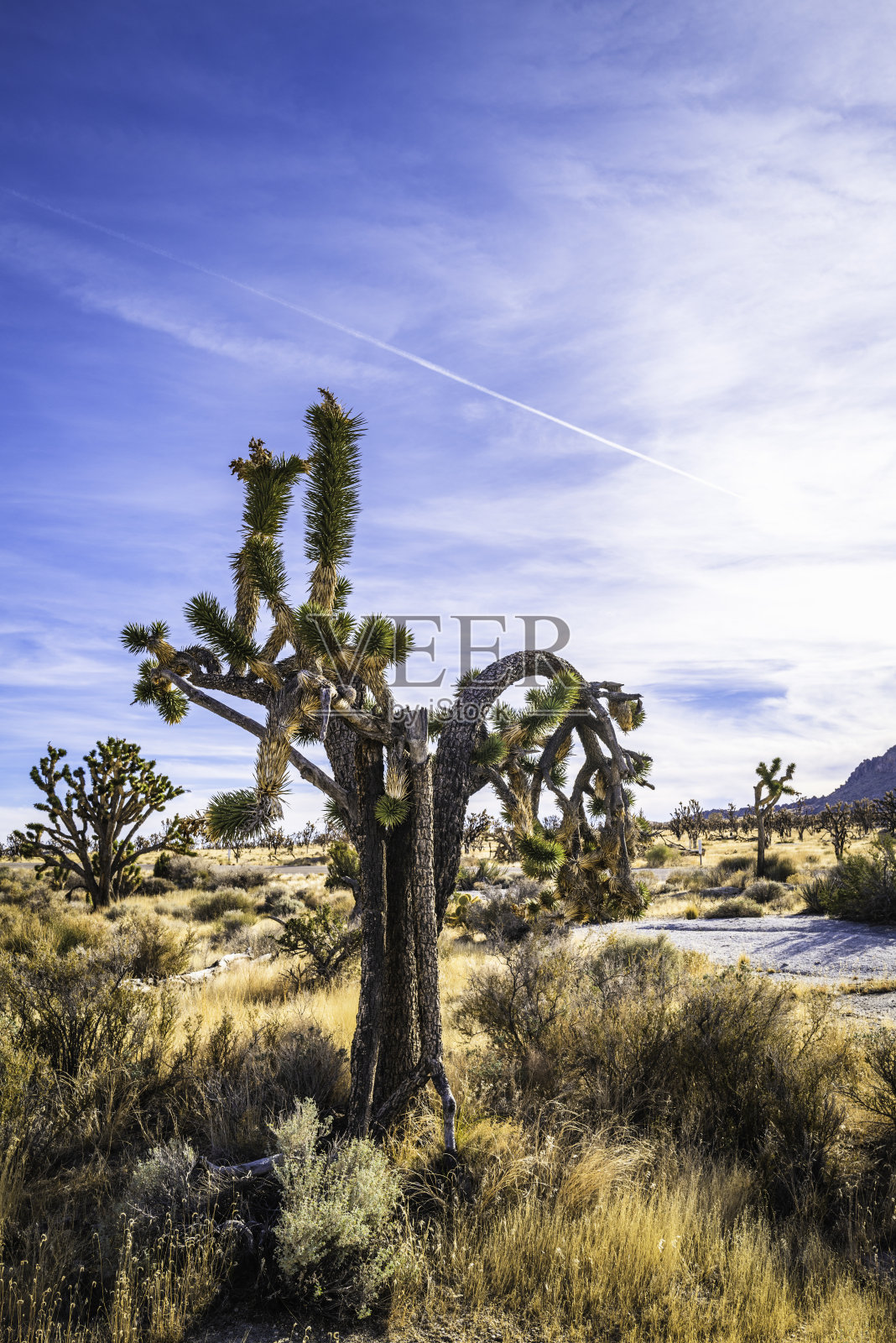 乔舒亚树在高沙漠,莫哈韦国家保护区干旱景观日出照片摄影图片