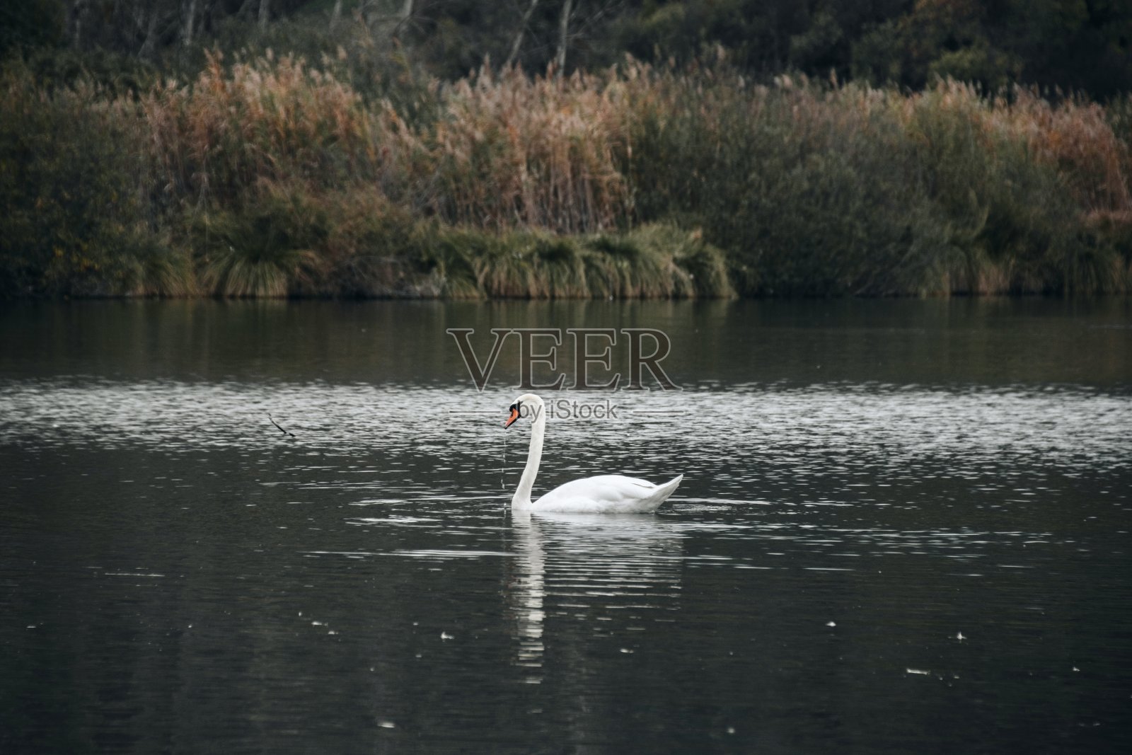 天鹅喜怒无常照片摄影图片