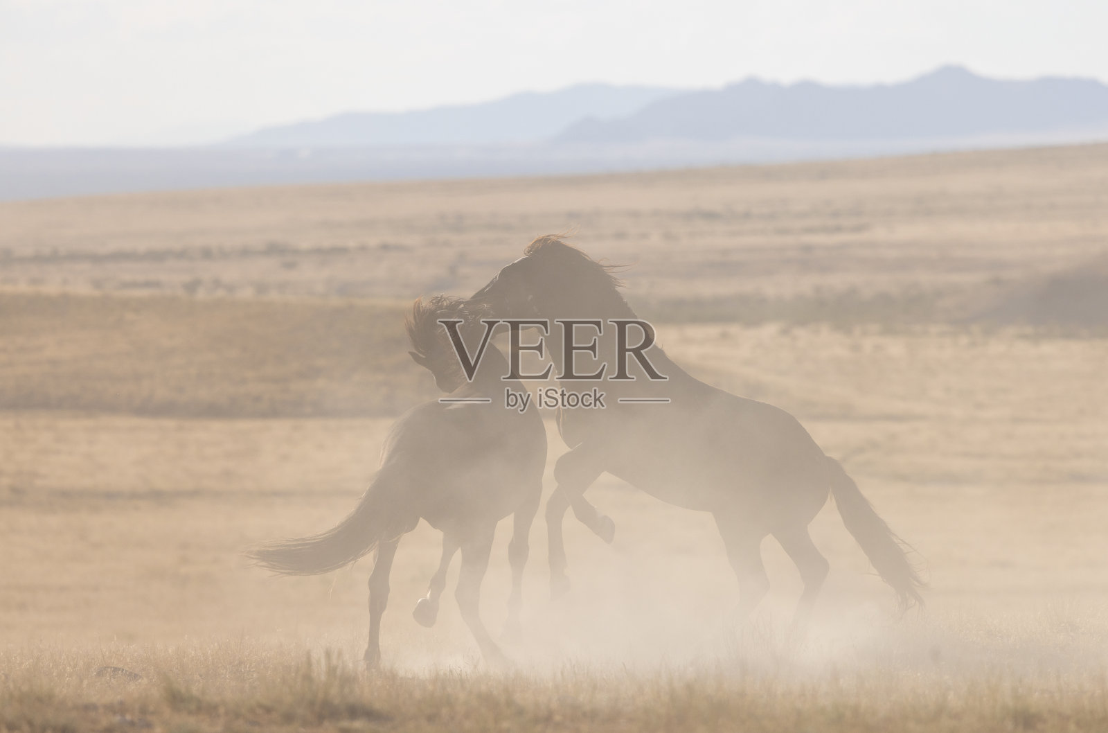 在犹他沙漠中战斗的野马种马照片摄影图片