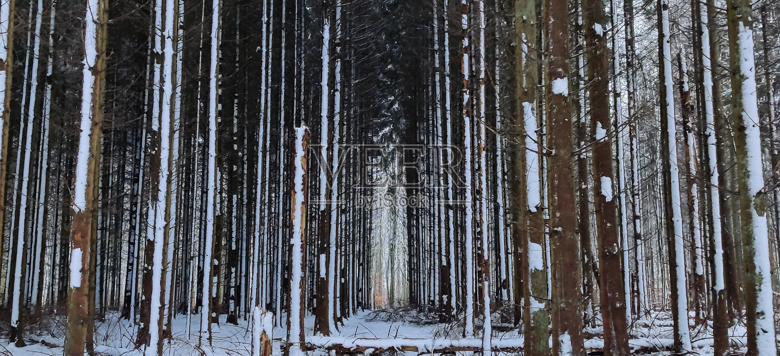 走进树林照片摄影图片