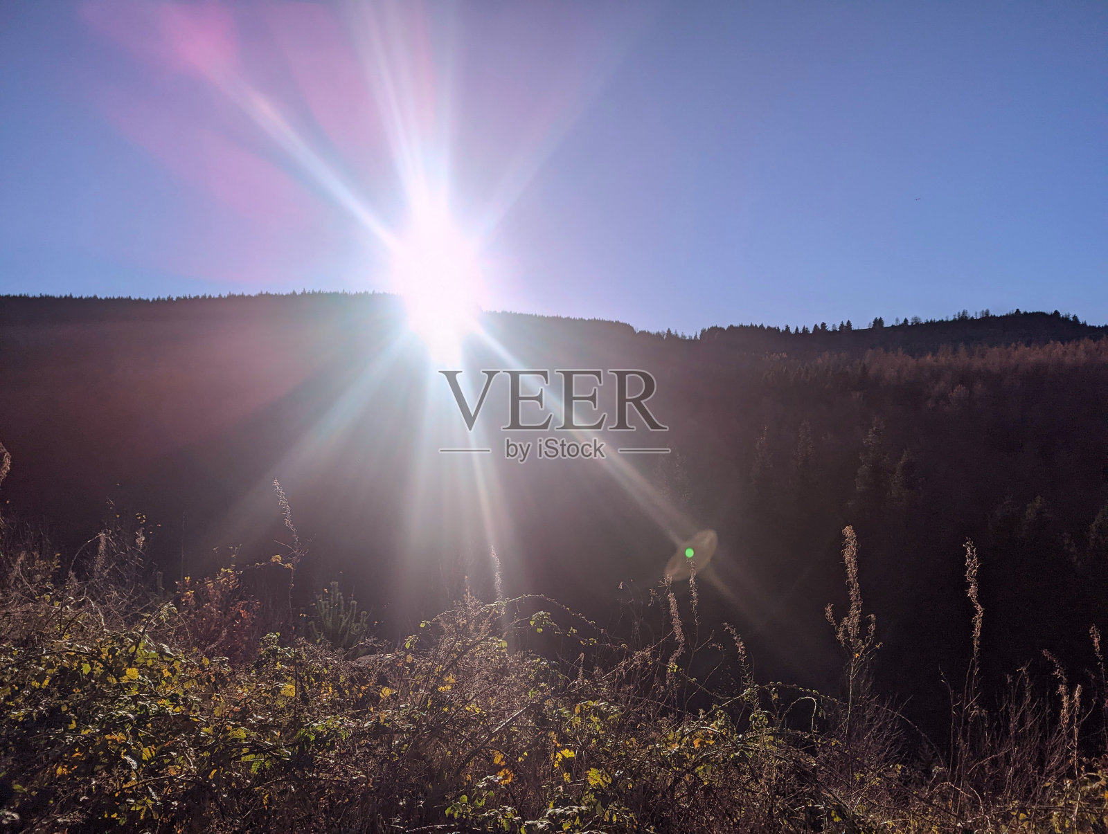 森林照片摄影图片