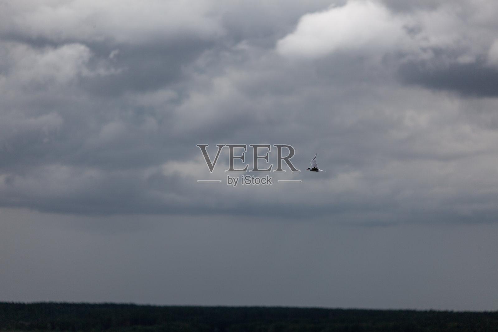 灰色天空下的海鸥照片摄影图片