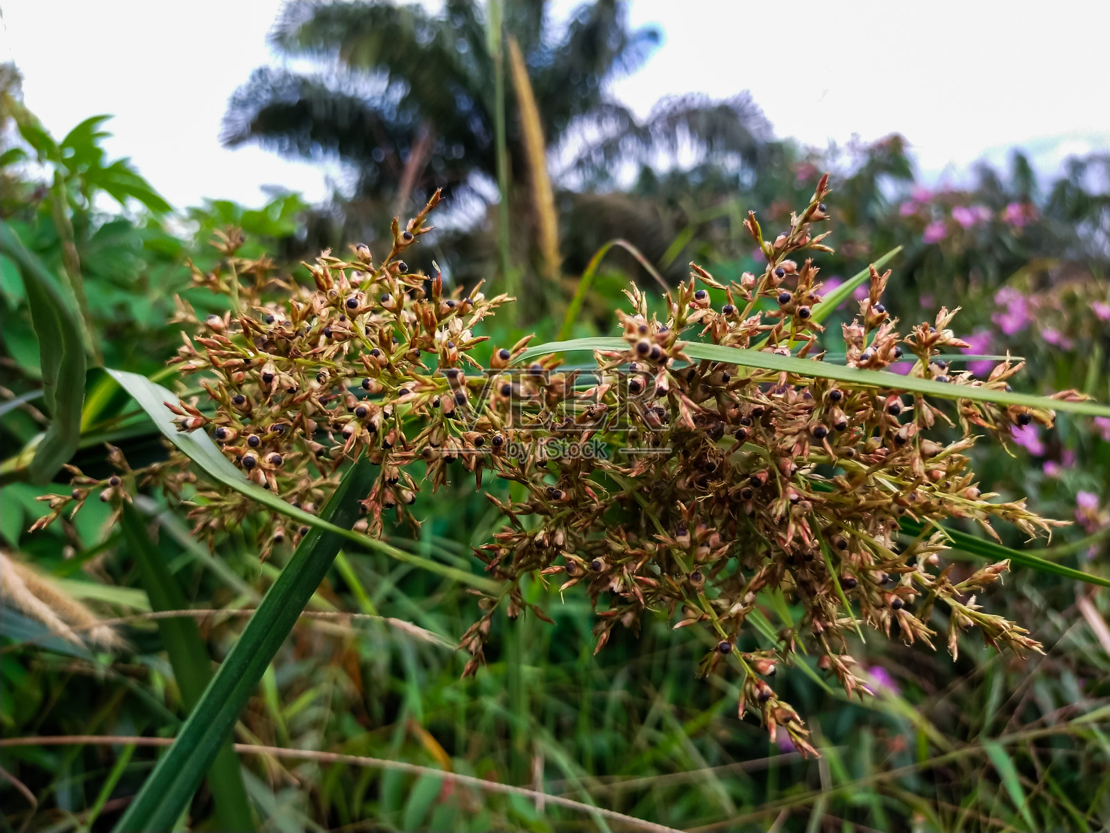 莎草属是莎草科开花植物的一个属。照片摄影图片