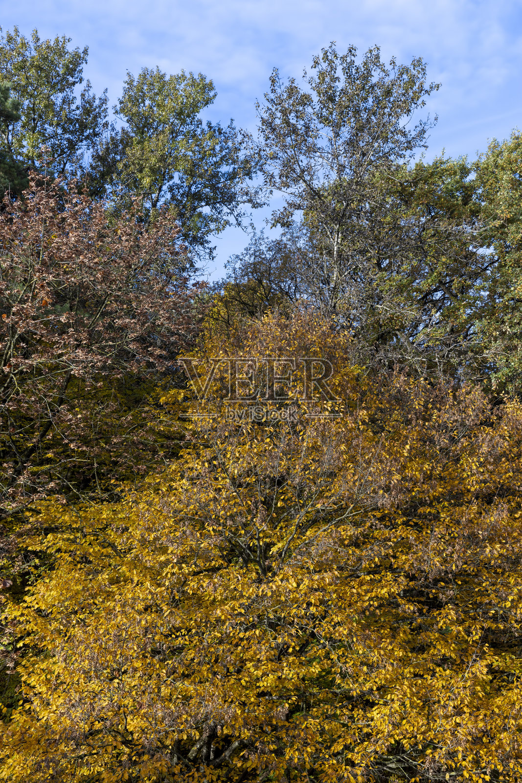 秋季混交林,有不同的落叶树照片摄影图片