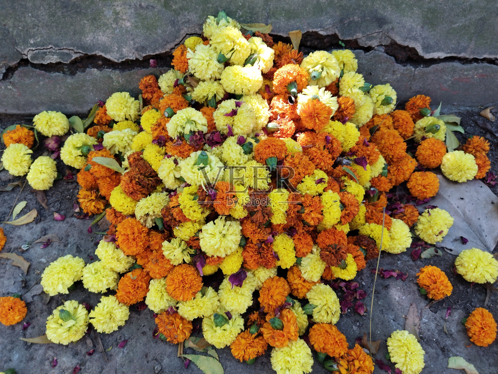 万寿菊直立或万寿菊花照片摄影图片