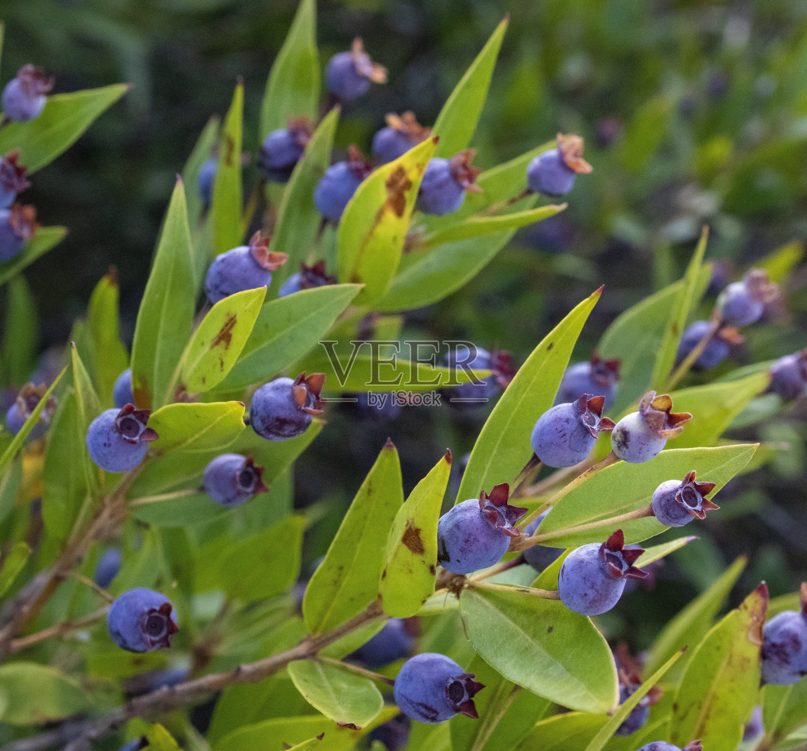 夏季旺季的植被,灌木,浆果和花朵的俯视图。欧洲最好的沙海和海滩,在意大利卡拉布里亚。夏天休息,在风景如画的地方休息照片摄影图片