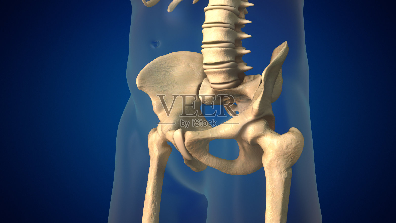 有骨盆医学背景的人类脊柱照片摄影图片