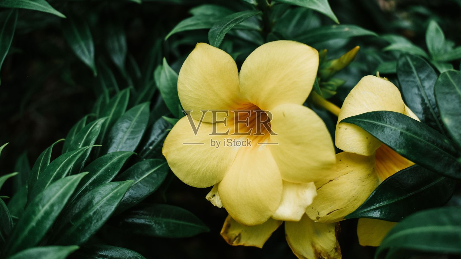 花的特写镜头黄色的Allamanda cathartica花与绿色的叶子照片摄影图片