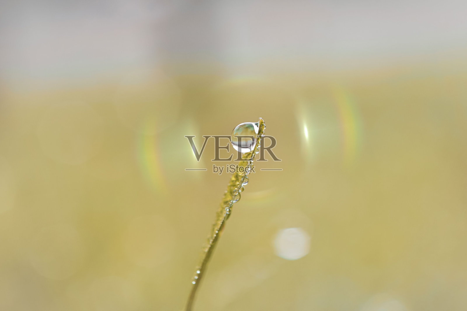 草地上的水滴微距镜头,背景模糊,散景效果照片摄影图片