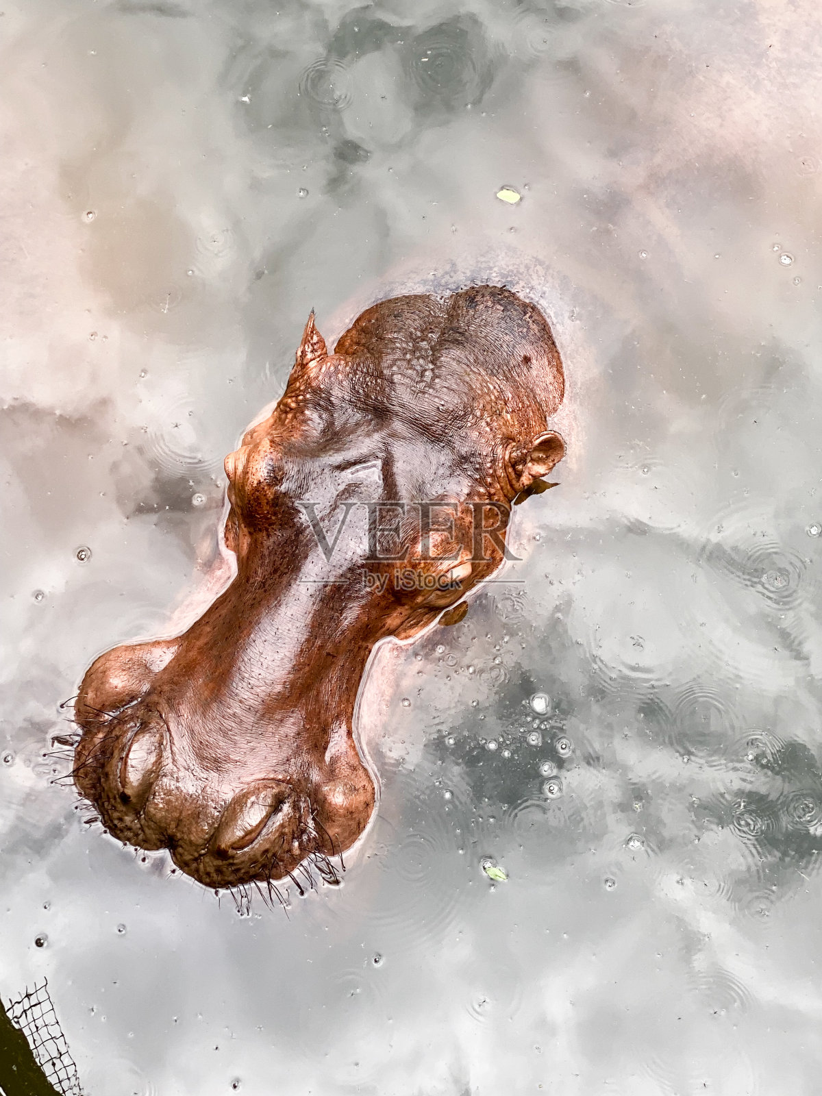 河马的头和脸的俯视图照片摄影图片