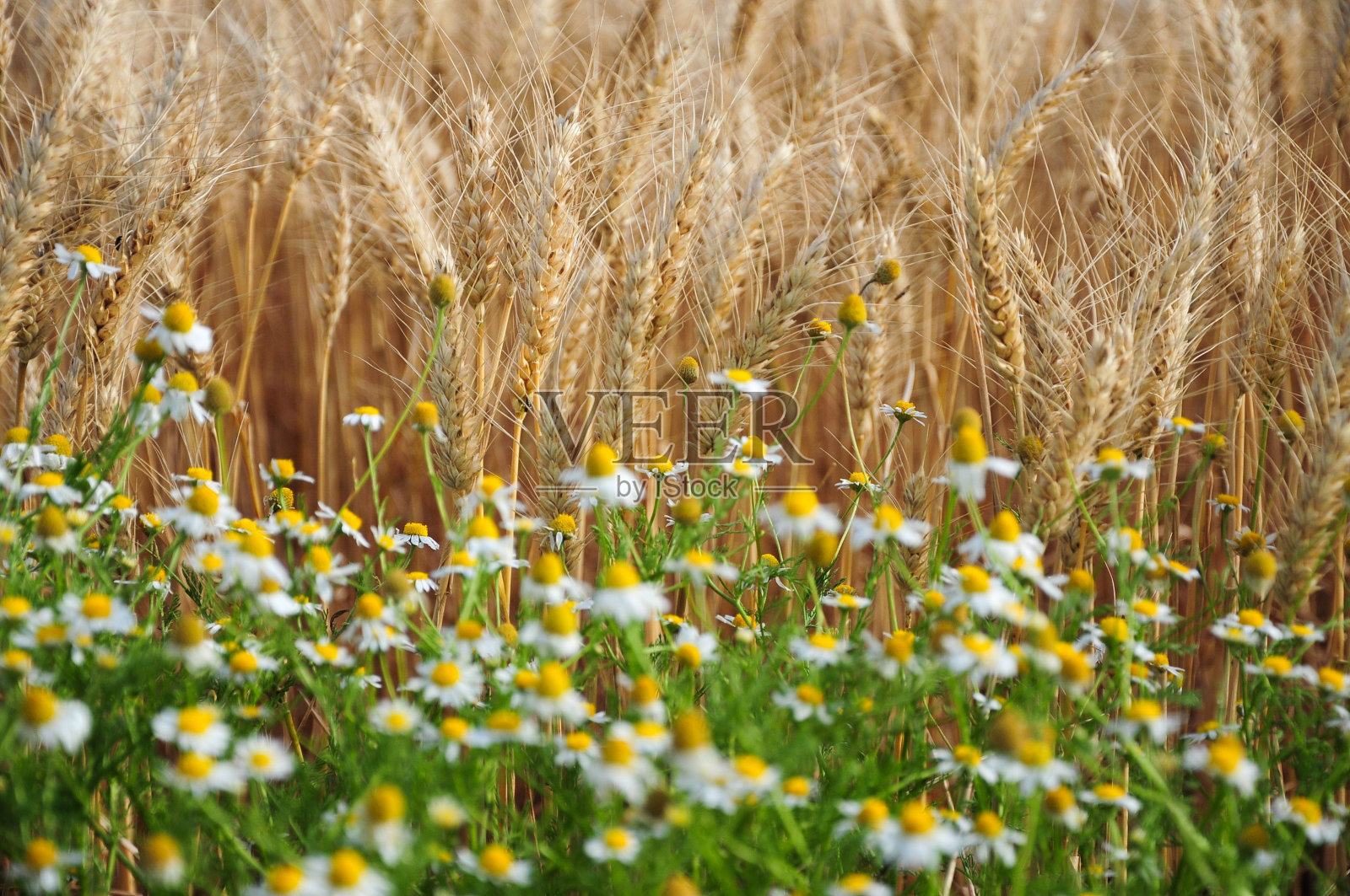 Juan Lacaze, Colonia,乌拉圭农作物种植园的美丽风景照片摄影图片