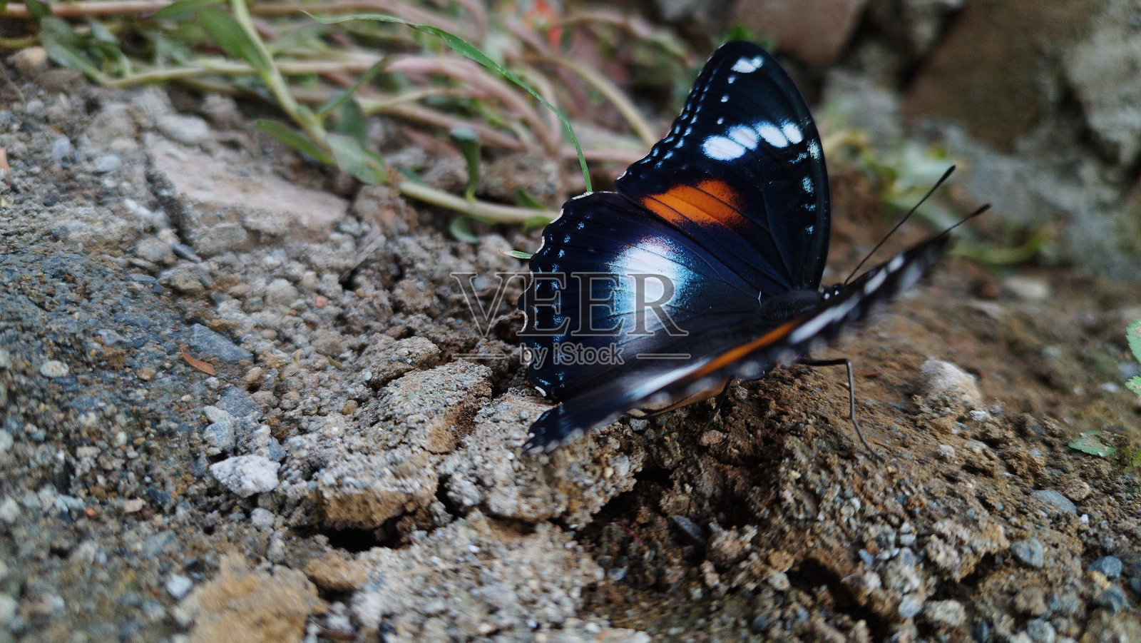 黑蝴蝶照片摄影图片