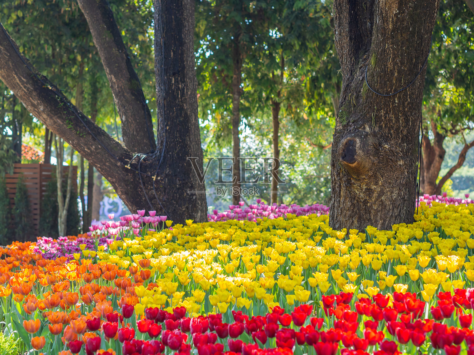 红色和黄色的郁金香在花园里盛开照片摄影图片