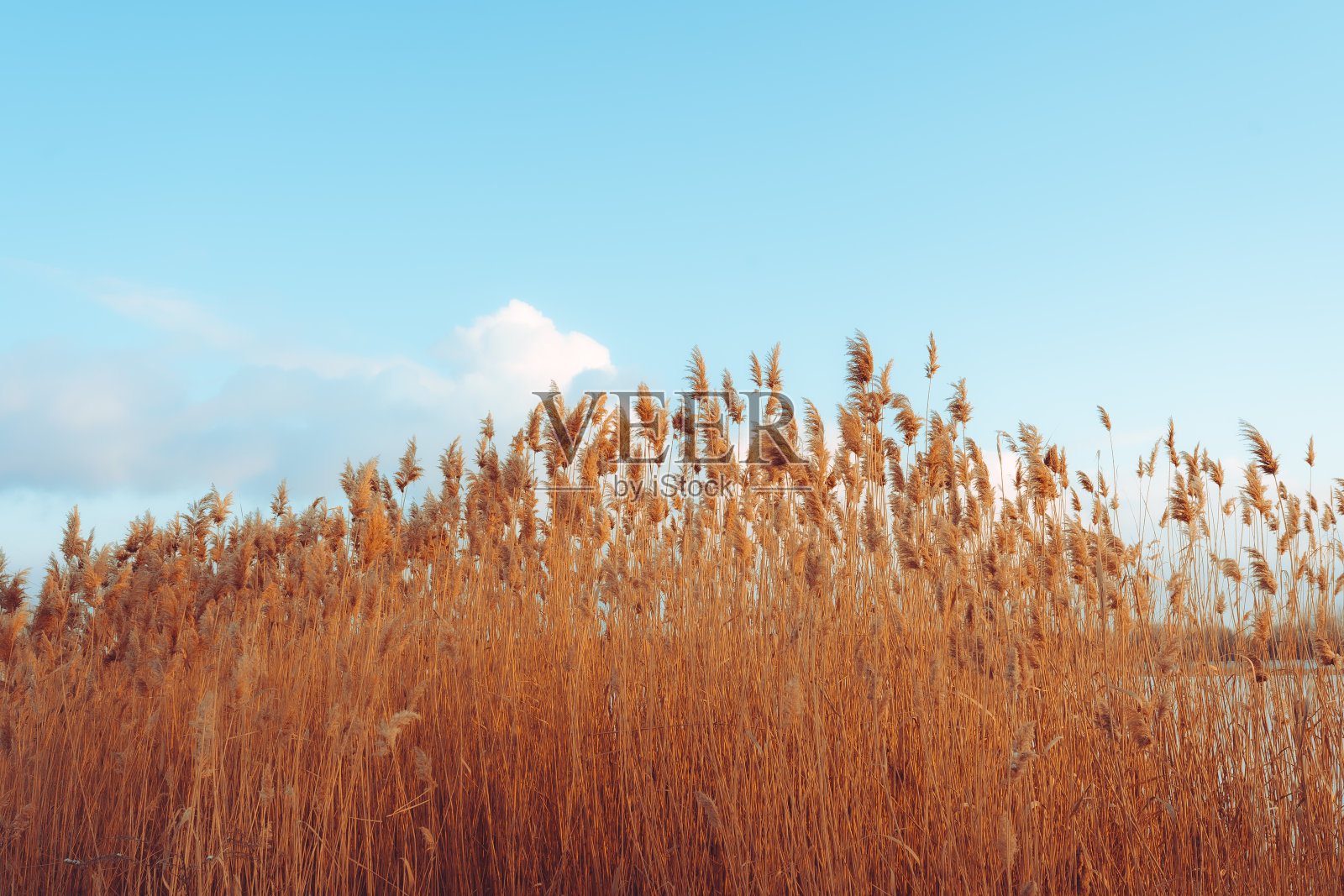 宁静的冬日日落湖,芦苇花盛开。照片摄影图片