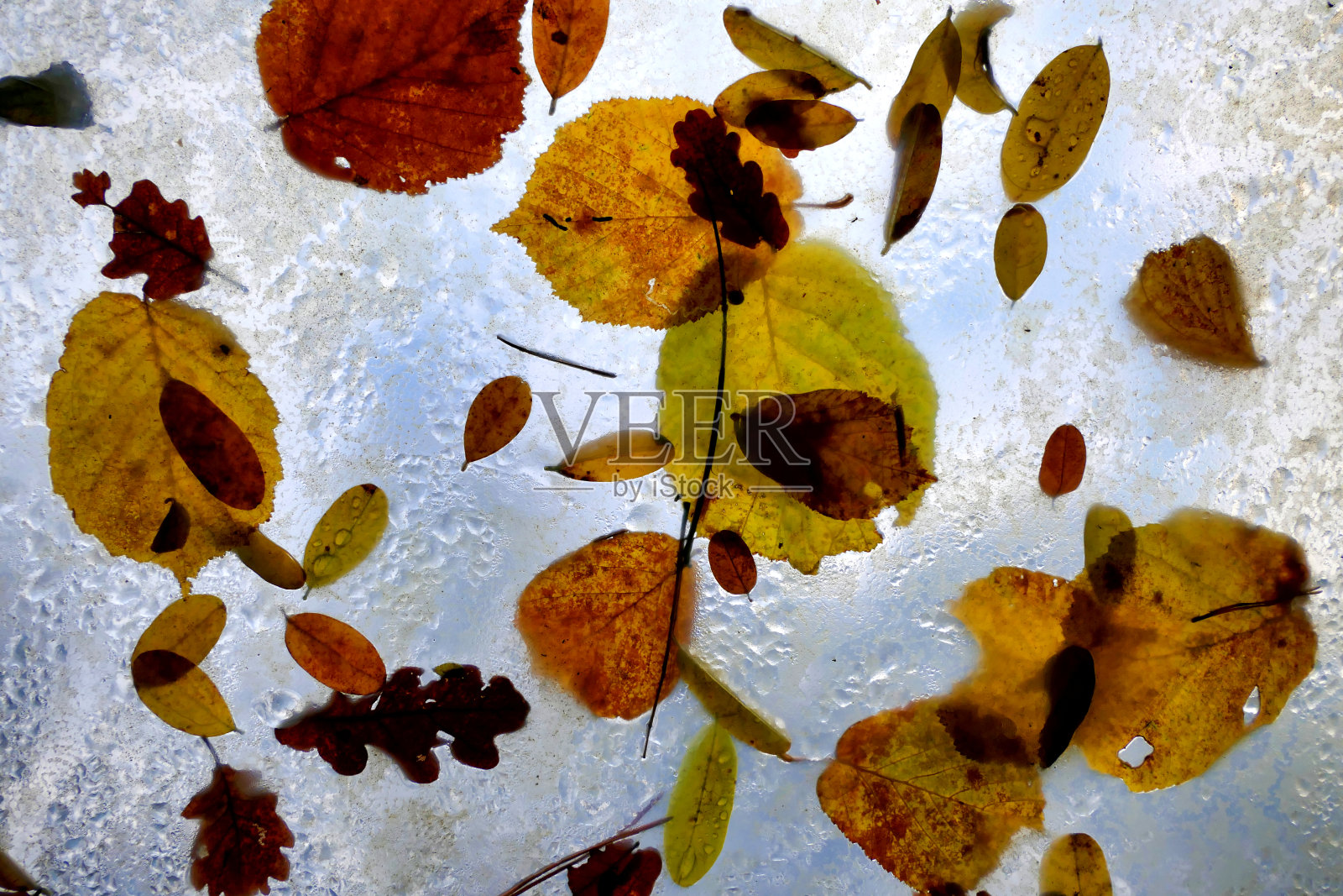 秋叶潮湿照片摄影图片