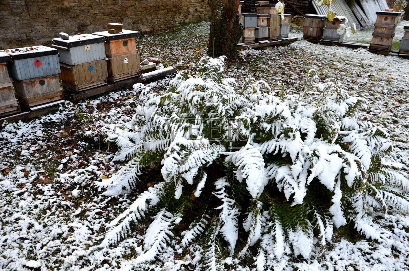 砂岩墙和石头在有楼梯的阶梯式地形的花坛。有花的岩石花园和砾石表面的楼梯。草本花园,冬天,雪,暴风雪,纹理束,蜂巢,养蜂场照片摄影图片