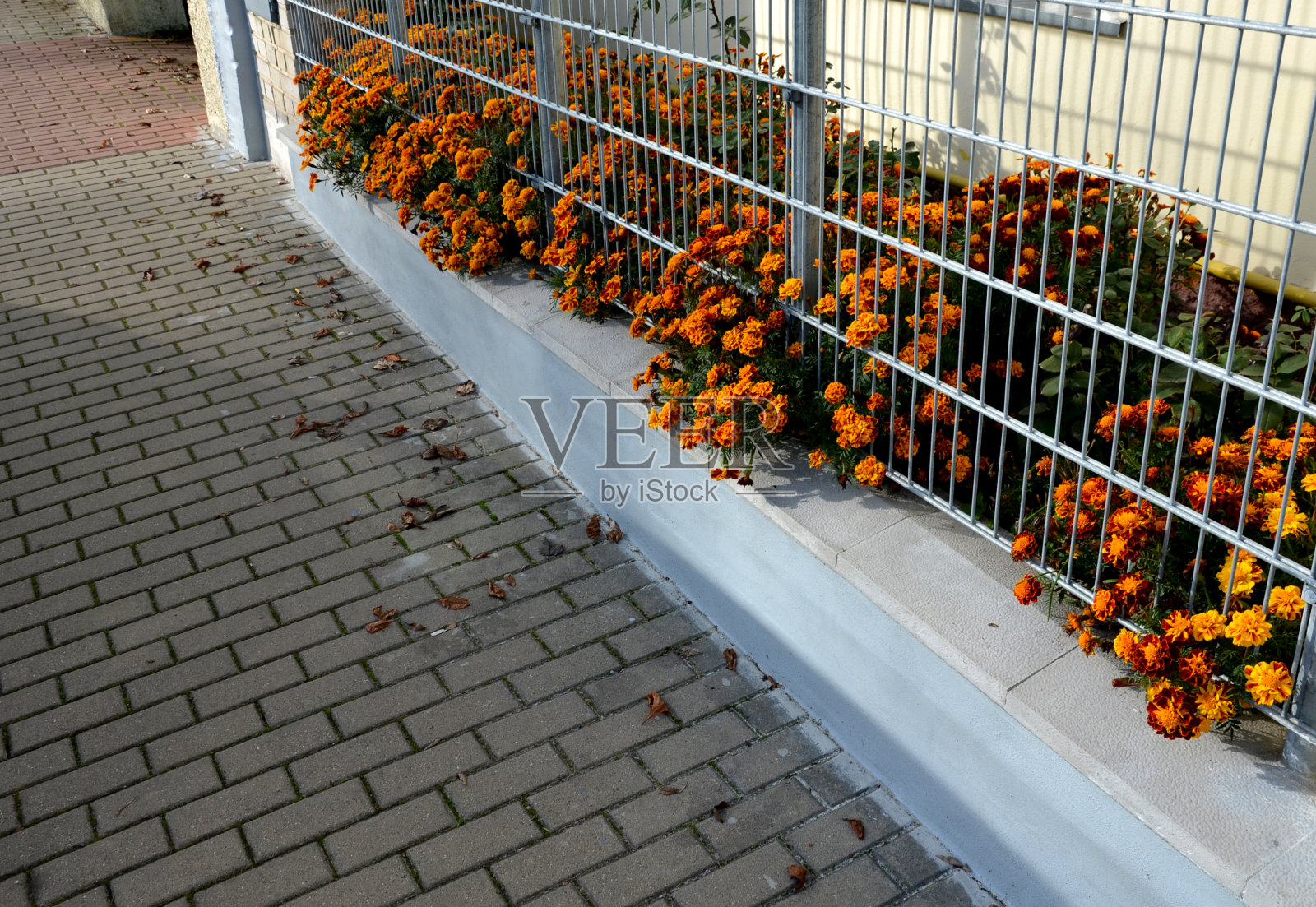 一个结实的铁丝栅栏,一个有衬底的棚架,上面挂着非洲一年生花。用灰色混凝土砖砌成的人行道。银色金属栅栏照片摄影图片
