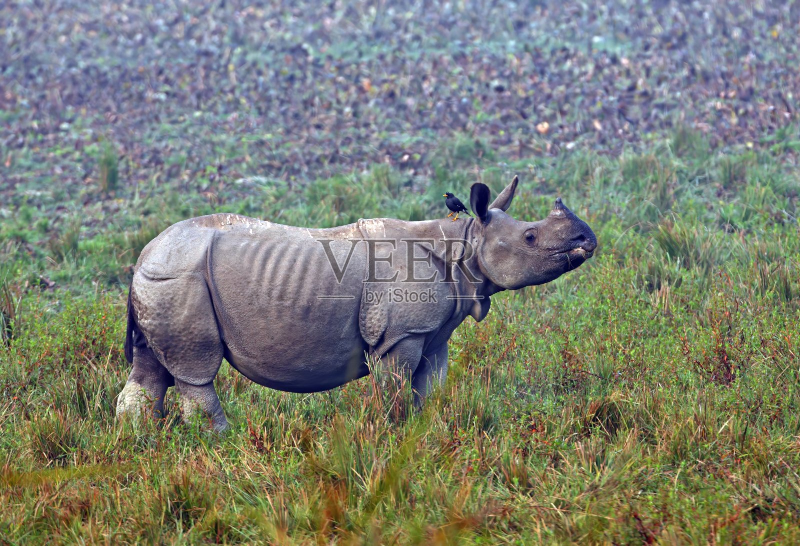 印度犀牛照片摄影图片